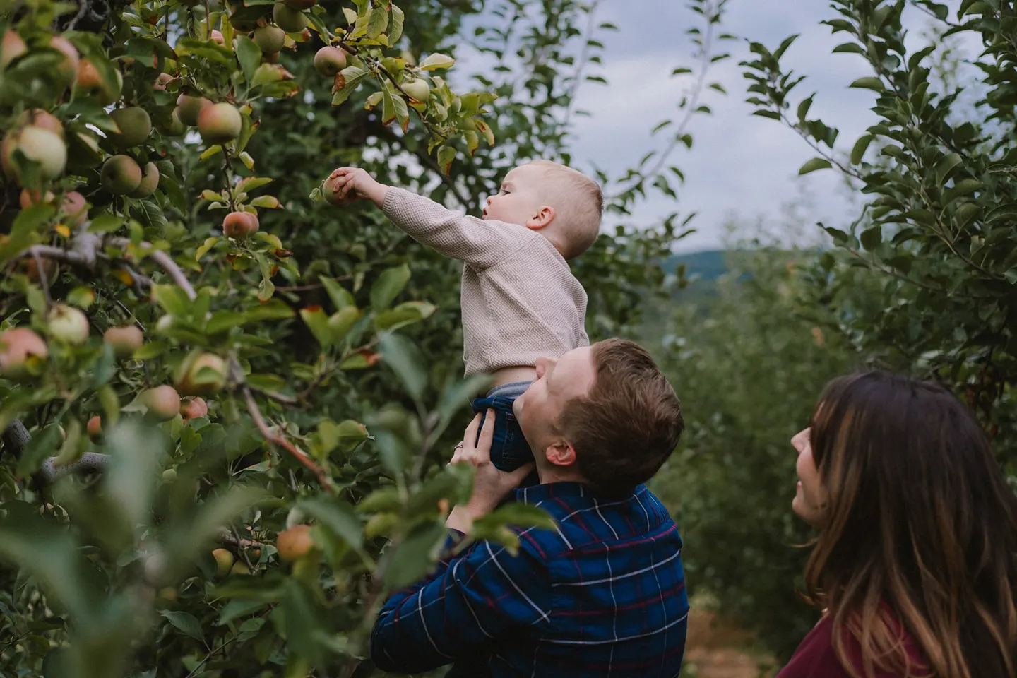 An apple orchard family session