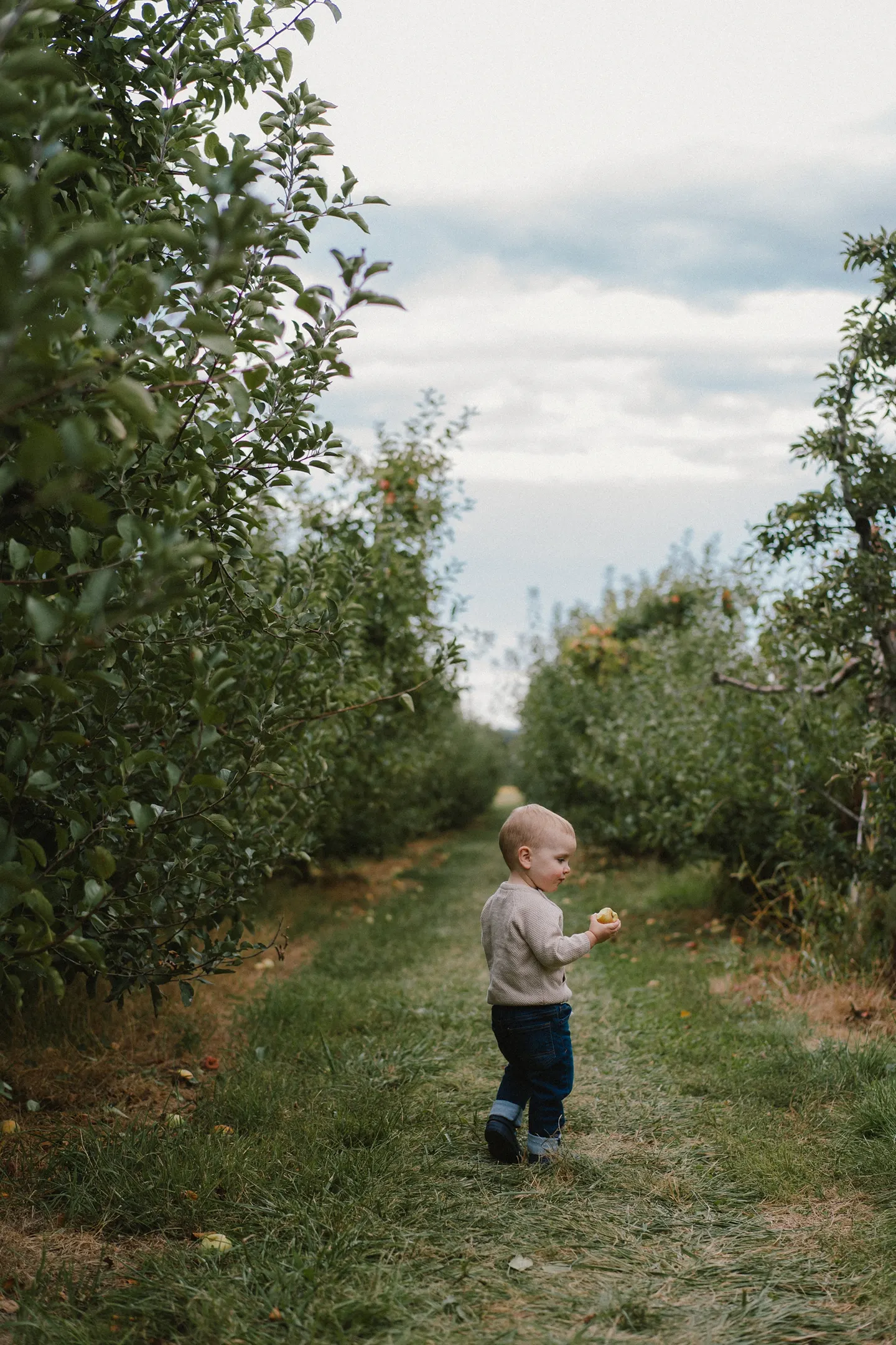 An apple orchard family session