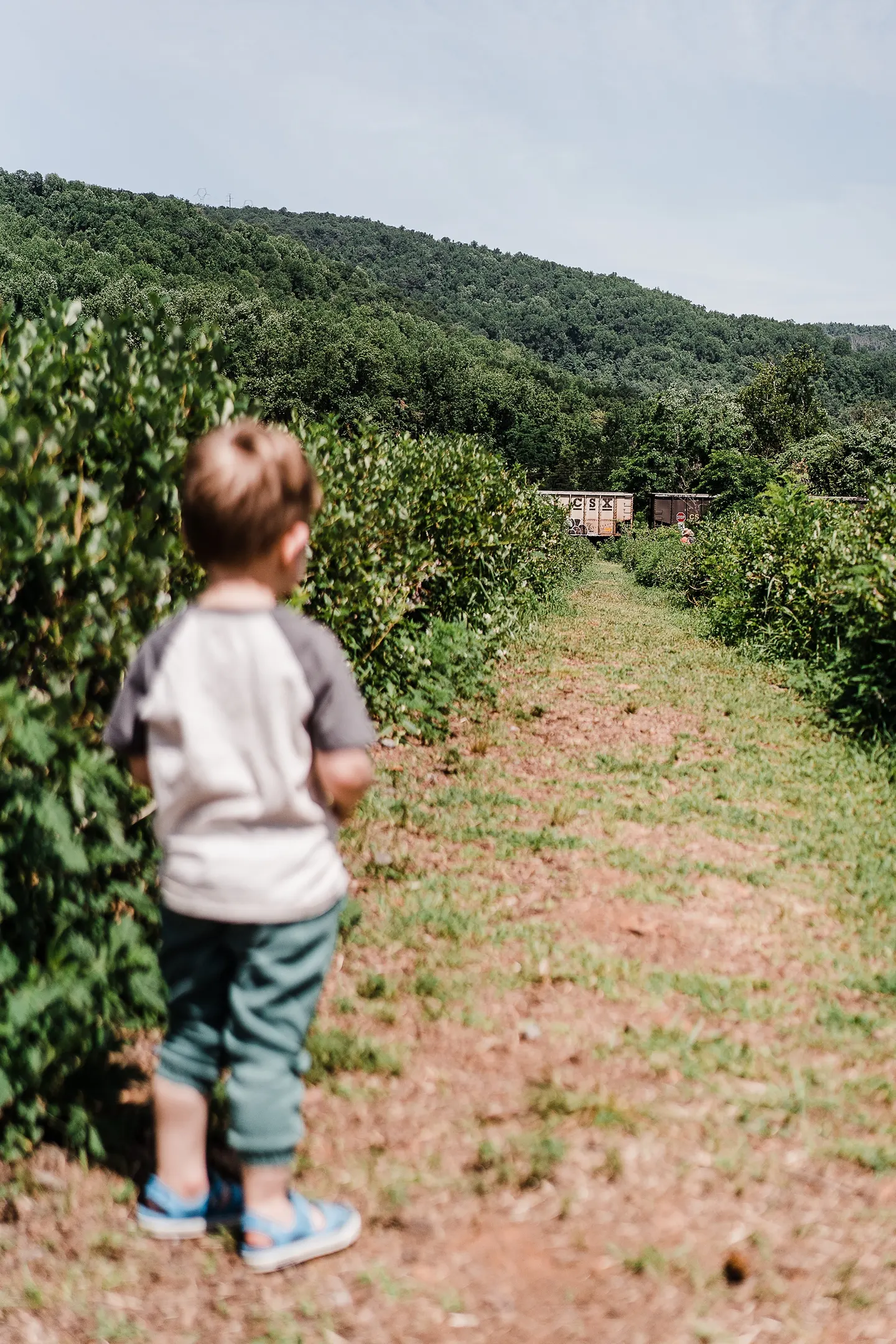 blueberry picking chiles orchard